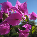 Testbild